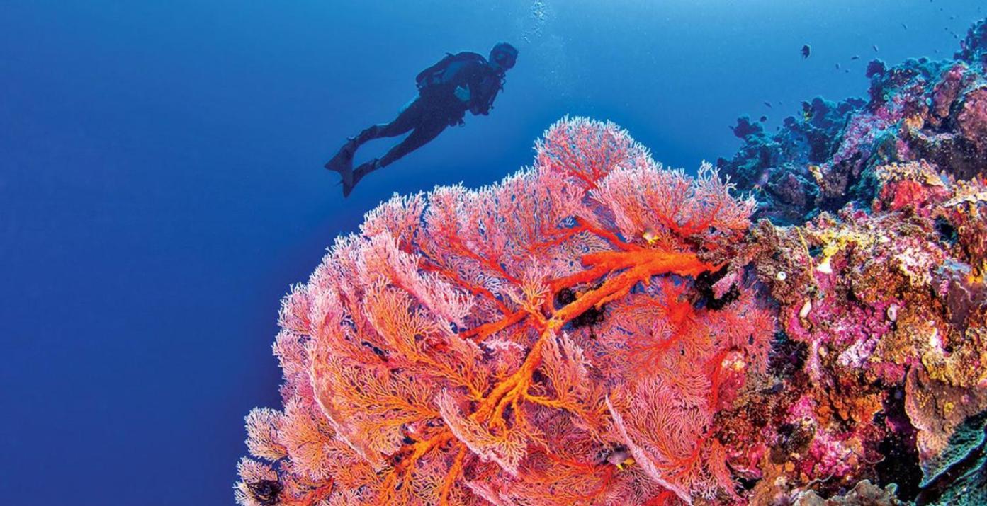 Pristine Paradise Dive Resort - Togean Islands, Una Una Pulau Unauna エクステリア 写真