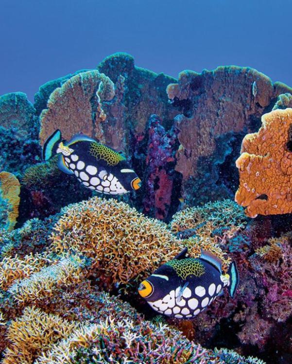 Pristine Paradise Dive Resort - Togean Islands, Una Una Pulau Unauna エクステリア 写真